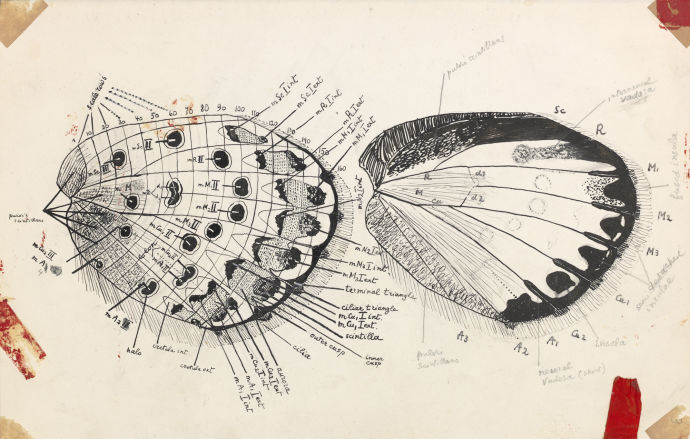 Подробная схема крыла бабочки / рисунок В. Набокова